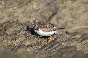 Ruddy Turnstone Arenaria interpres on low tide on a sandy beach in Normandy, France