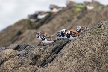 Ruddy Turnstone Arenaria interpres on low tide on a sandy beach in Normandy, France