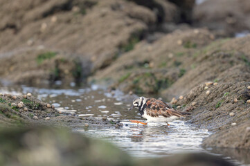 Ruddy Turnstone Arenaria interpres on low tide on a sandy beach in Normandy, France