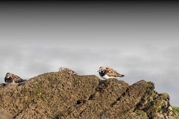 Ruddy Turnstone Arenaria interpres on low tide on a sandy beach in Normandy, France