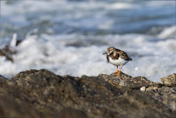 Ruddy Turnstone Arenaria interpres on low tide on a sandy beach in Normandy, France