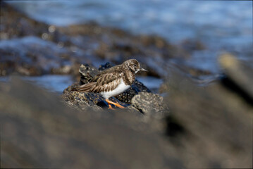 Ruddy Turnstone Arenaria interpres on low tide on a sandy beach in Normandy, France