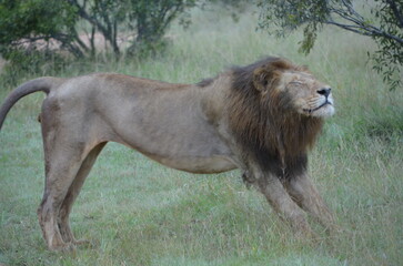 Lion