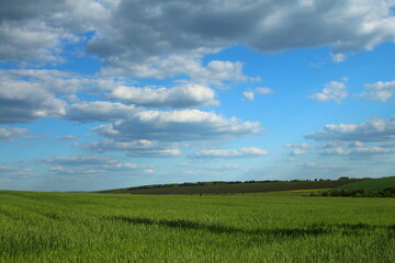 Obraz premium A grassy field with blue sky and clouds