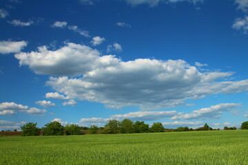 A grassy field with trees and blue sky