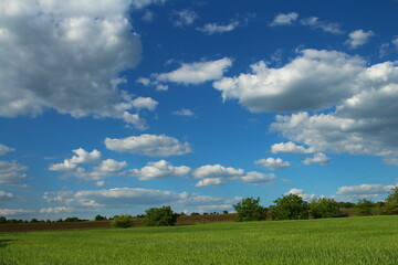 A grassy field with trees and blue sky with clouds