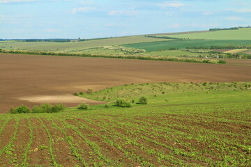 Obraz premium A landscape with a dirt road