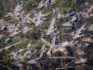 Flock of Sandhill Cranes