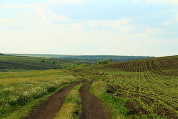 A dirt road through a field