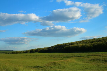 A grassy field with trees in the background
