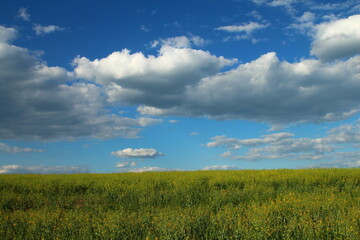 A field of grass