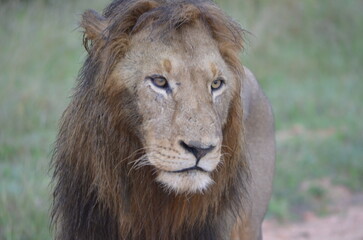 Lion 