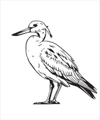 Fototapeta premium Shoveler Bird Victor Design
