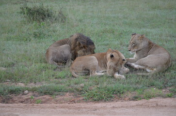 Lion 