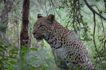 Obraz premium Leopard in sabi sabi game reserve
