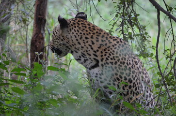 Leopard in sabi sabi game reserve