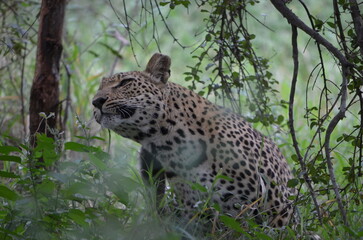 Leopard in sabi sabi game reserve