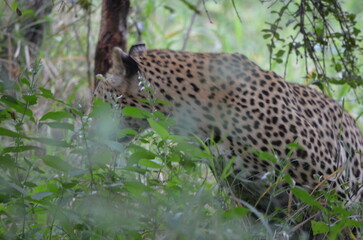 Leopard in sabi sabi game reserve