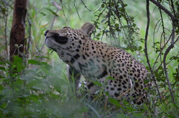 Leopard in sabi sabi game reserve