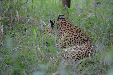 Leopard in sabi sabi game reserve