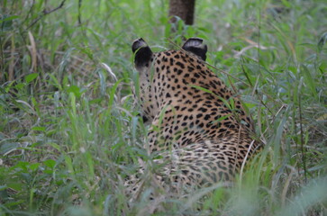 Leopard in sabi sabi game reserve 