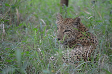 Leopard in sabi sabi game reserve 