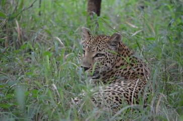 Leopard in sabi sabi game reserve