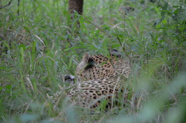 Leopard in sabi sabi game reserve 