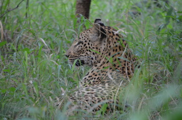 Leopard in sabi sabi game reserve