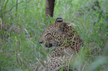 Leopard in sabi sabi game reserve