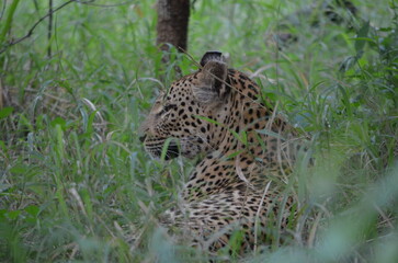 Leopard in sabi sabi game reserve