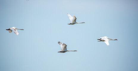 Flying swans in the blue sky. Waterfowl at the nesting site. A flock of swans walks on a blue lake.