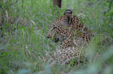 Leopard in sabi sabi game reserve