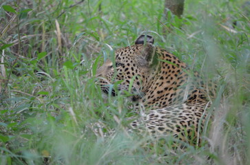 Leopard
