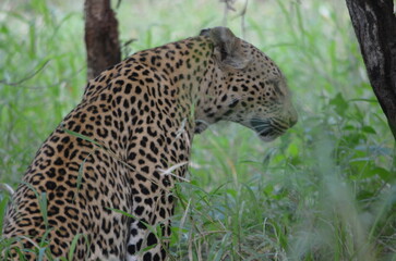 Leopard