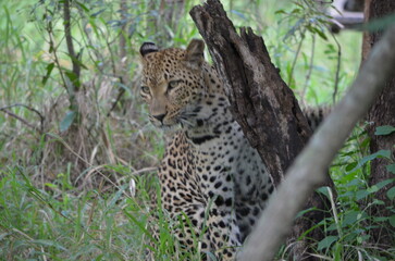 Leopard