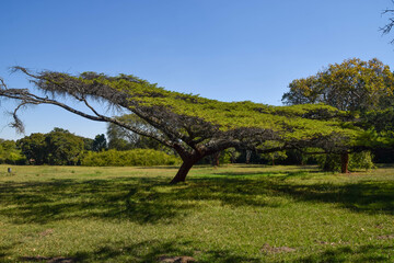 Obraz premium A flat-topped acacia tree in Zimbabwe