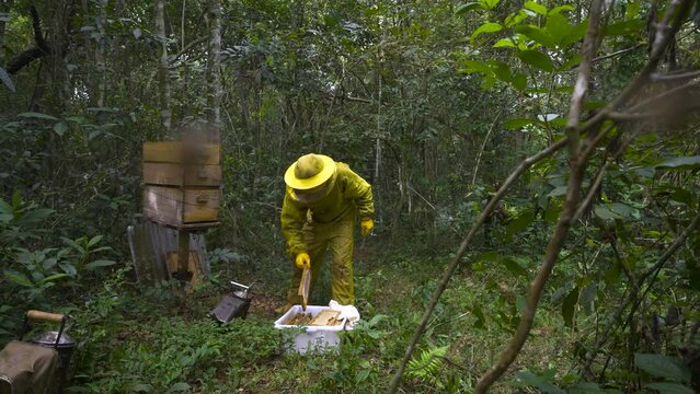 Beekeeper extracting honey and propolis from hives