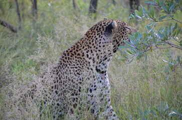Leopard