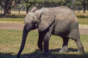 A rescued young African elephant in a wildlife sanctuary in Zimbabwe
