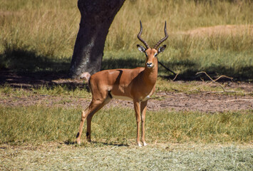 An impala antelope in a nature reserve in Zimbabwe