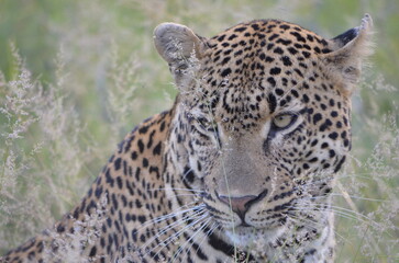 Leopard
