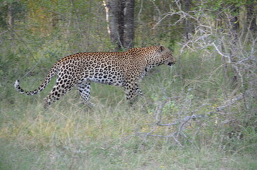 Leopard