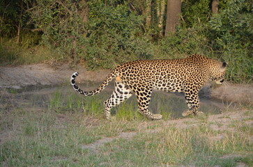 Leopard