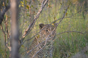 Leopard