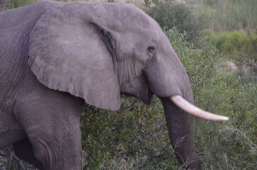 Elephant