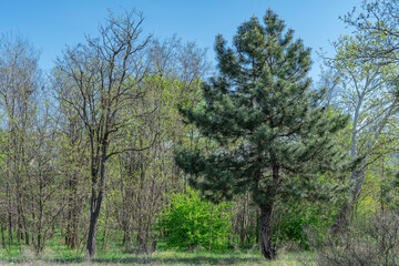 Fototapeta premium Mixed forest of coniferous and deciduous tree species. Plant grow of pine and poplar willow and herbaceous cover. Zone coniferous deciduous of temperate forests. Forest scape and wildlife landscape.