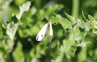 white butterfly on green grass