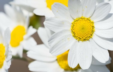 flowers growing in rural areas. wild white daisy photos.