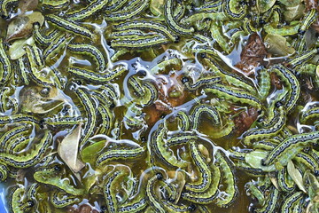 Buchsbaumzünslerplage: Sterbende Raupen in Wasser